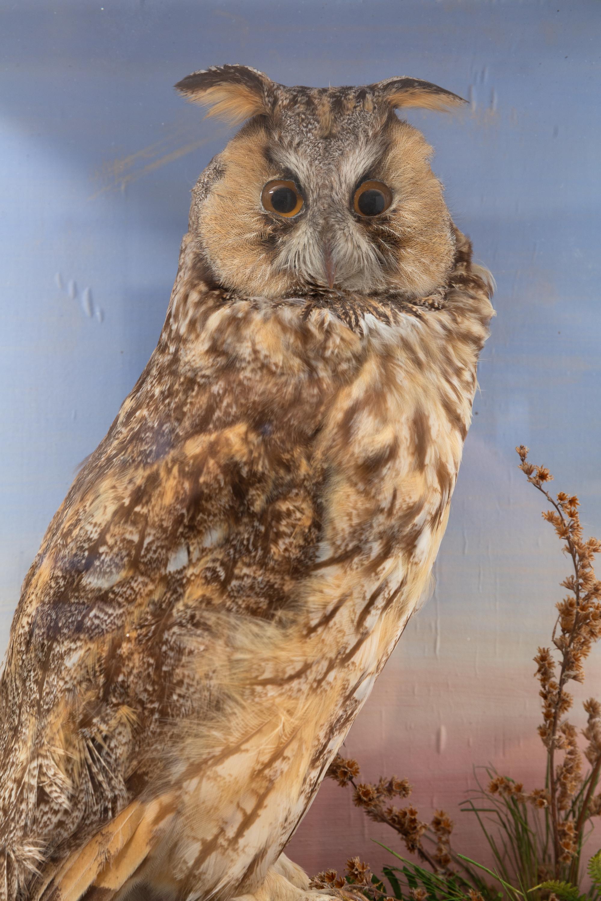 A Victorian Taxidermy Long-Eared Owl