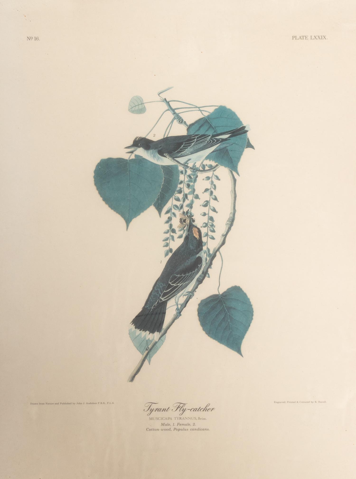 Seven Framed Bird Engravings