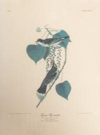 Seven Framed Bird Engravings
