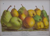 A Collection of Eight Chromolithographs of Pears 9 1/2 x 13 inches.