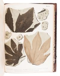 UNGER, Franz (1800-1870). Chloris protogaea. Beiträge zur Flora der Vorwelt. Leipzig: in Commission bei W. Engelmann, [1841]-1847.