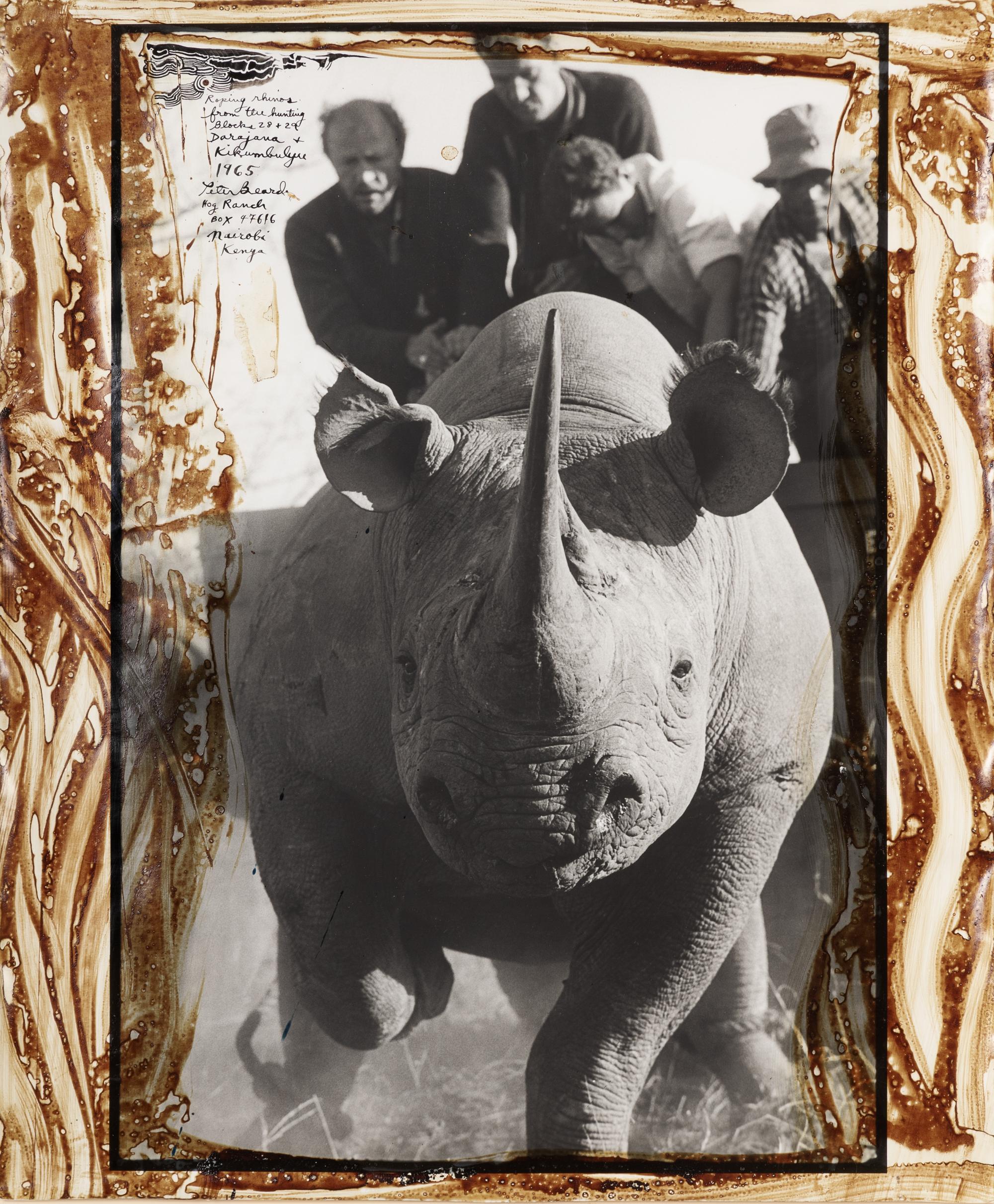 Peter Beard (1938-2020) Roping Rhinos from the Hunting Blocks 28 + 29, 1965