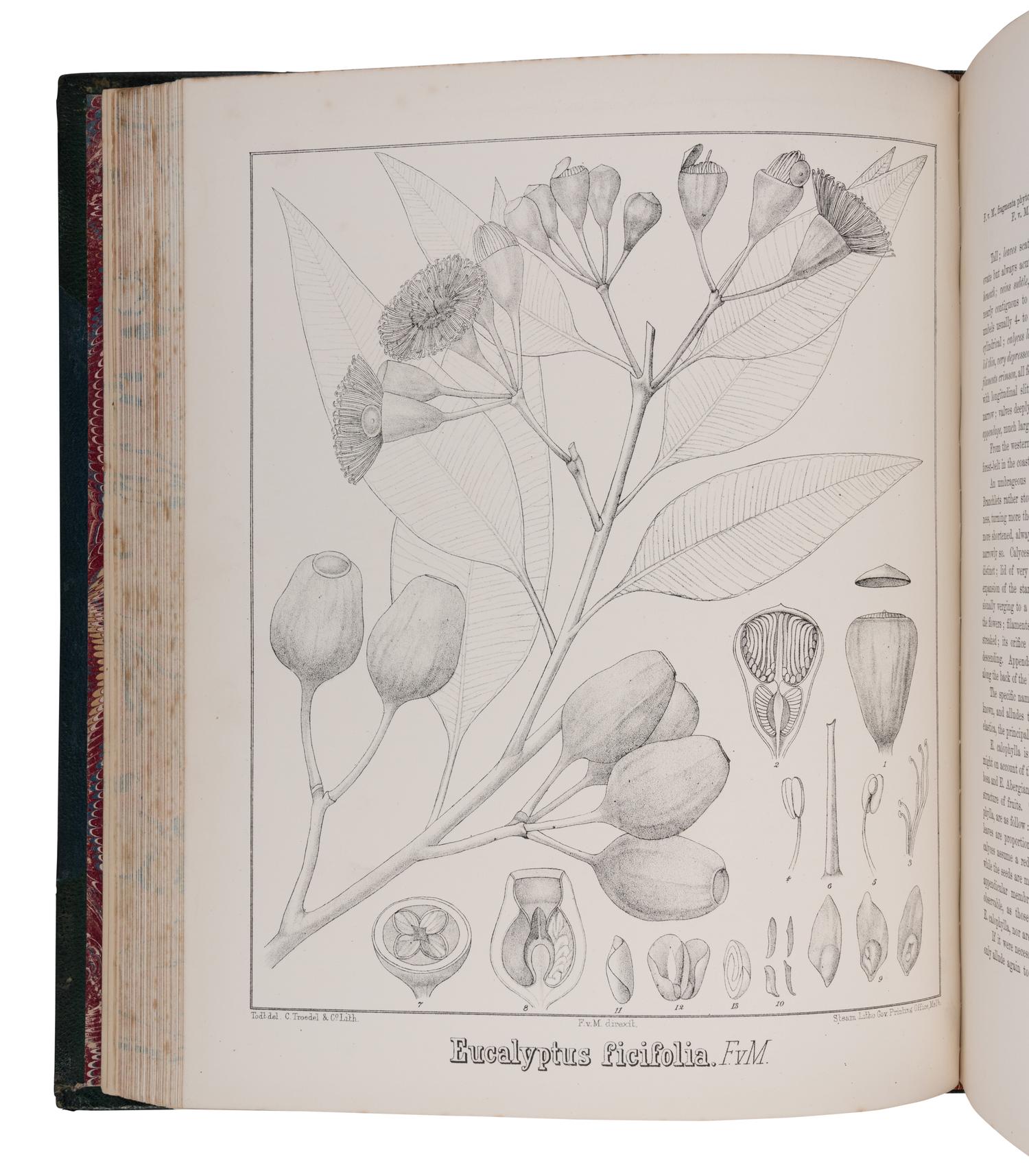 [NATURAL HISTORY]. MUELLER, Ferdinand von (1825-1896). Eucalyptographia. A descriptive atlas of the eucalypts of Australia and the adjoining islands... Decades I-X. Melbourne: John Ferres, 1879-84.
