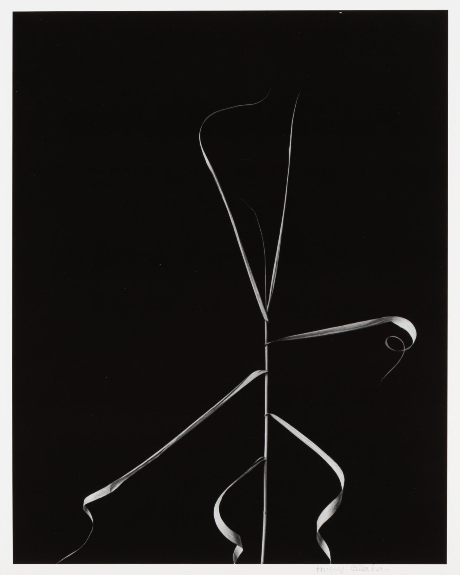 Harry Callahan, (American, 1912-1999), Aix en Provence