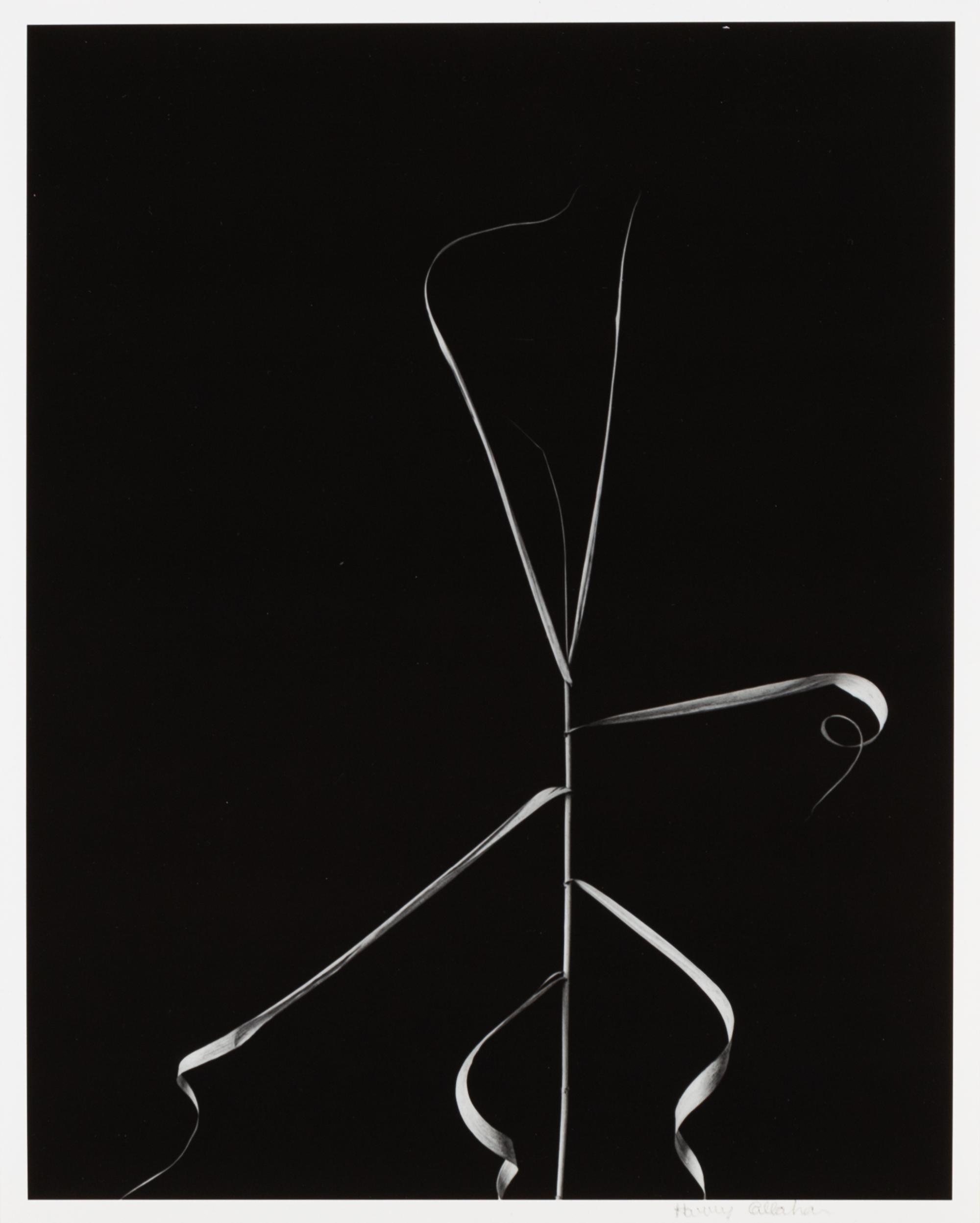 Harry Callahan, (American, 1912-1999), Aix en Provence