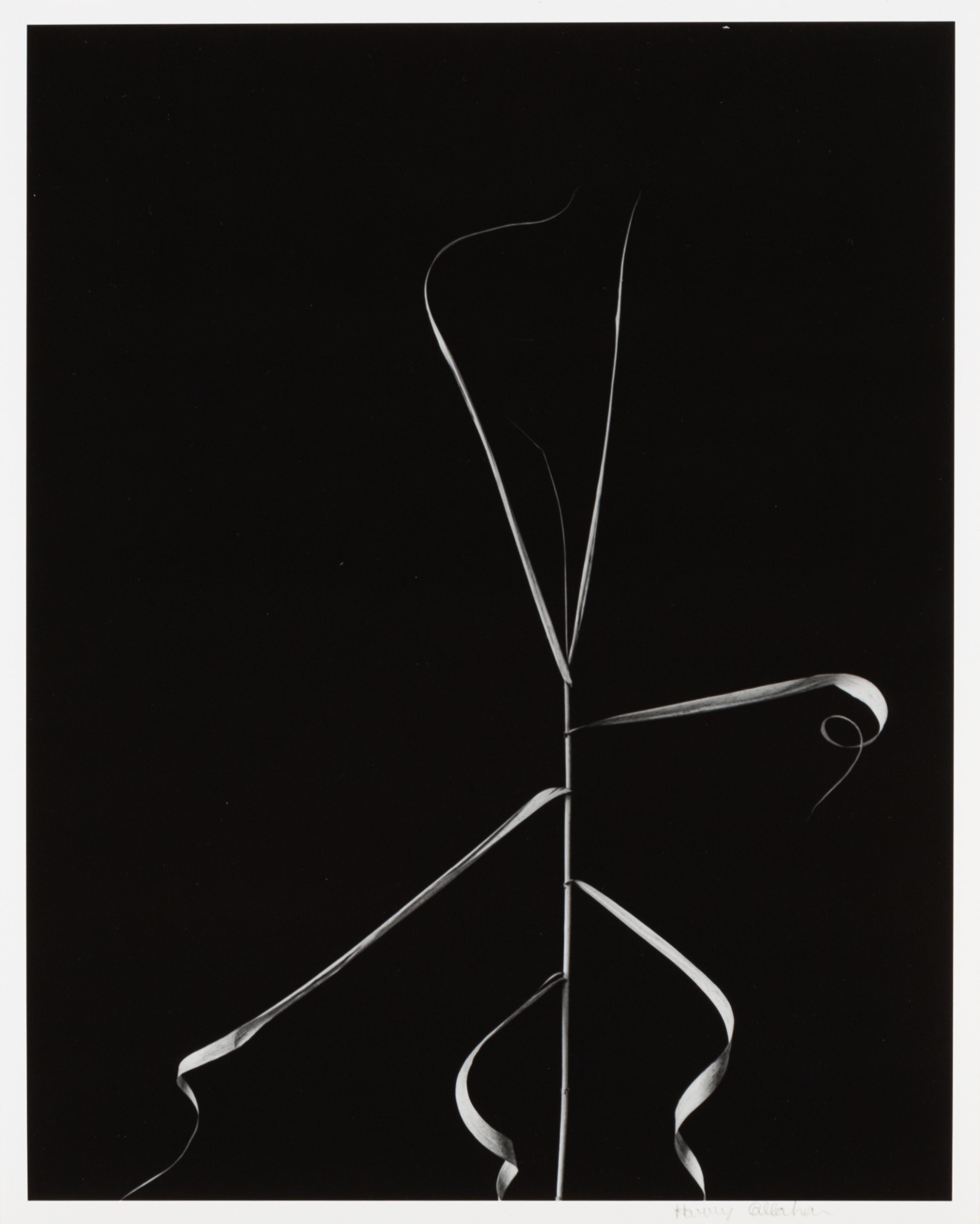 Harry Callahan, (American, 1912-1999), Aix en Provence