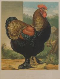 Twelve English Handcolored Engravings, Height of first 9 1/2 x width 7 1/8 inches (visible).