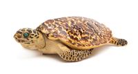 A Taxidermy Turtle Mount, Length 17 1/2 inches.