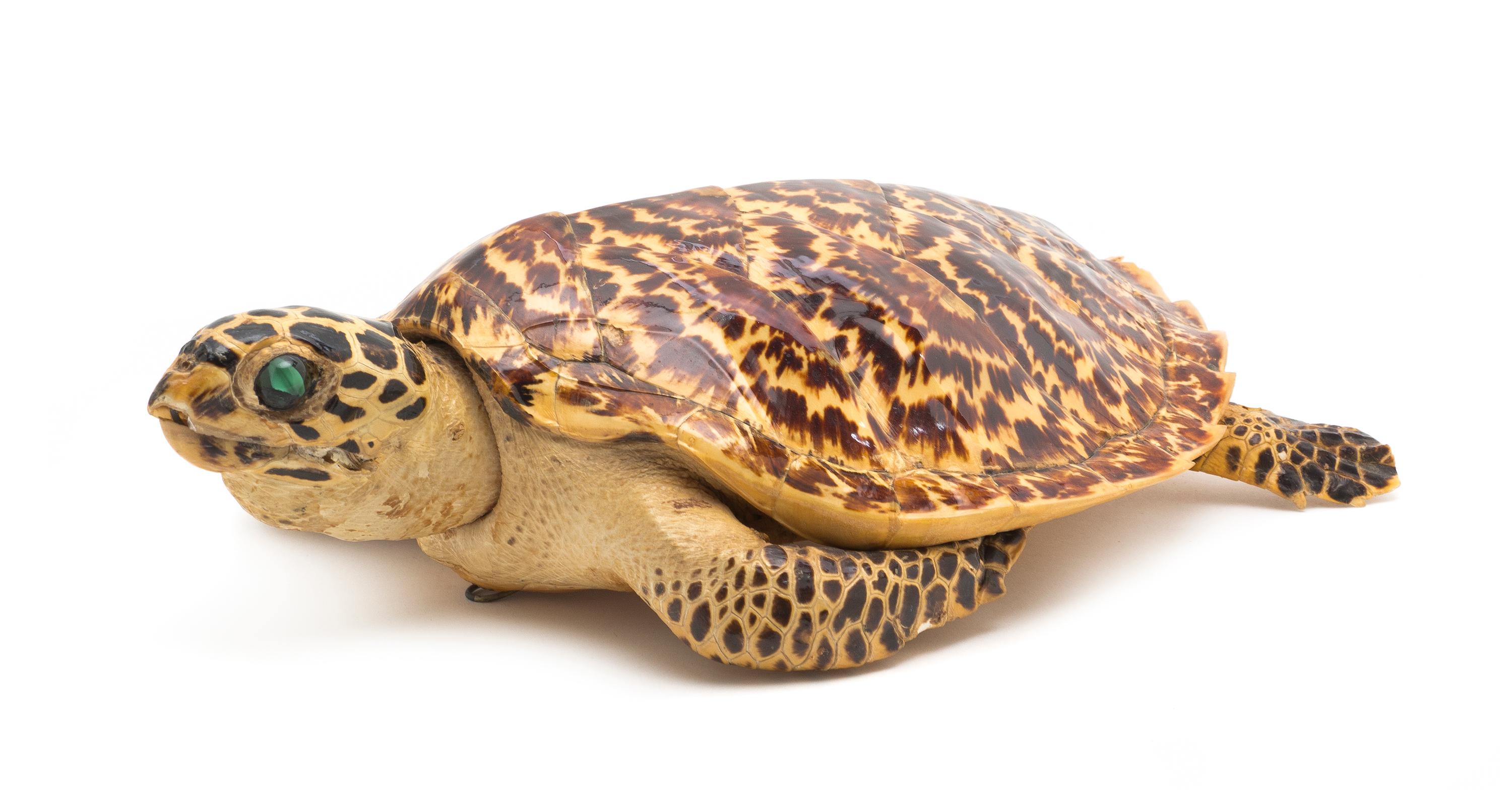 A Taxidermy Turtle Mount, Length 17 1/2 inches.