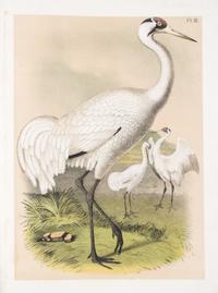 (STUDER, JACOB) JASPER, THEODORE. ..The Birds of North America. Columbus, [c. 1880] 56 color litho plates, disbound.