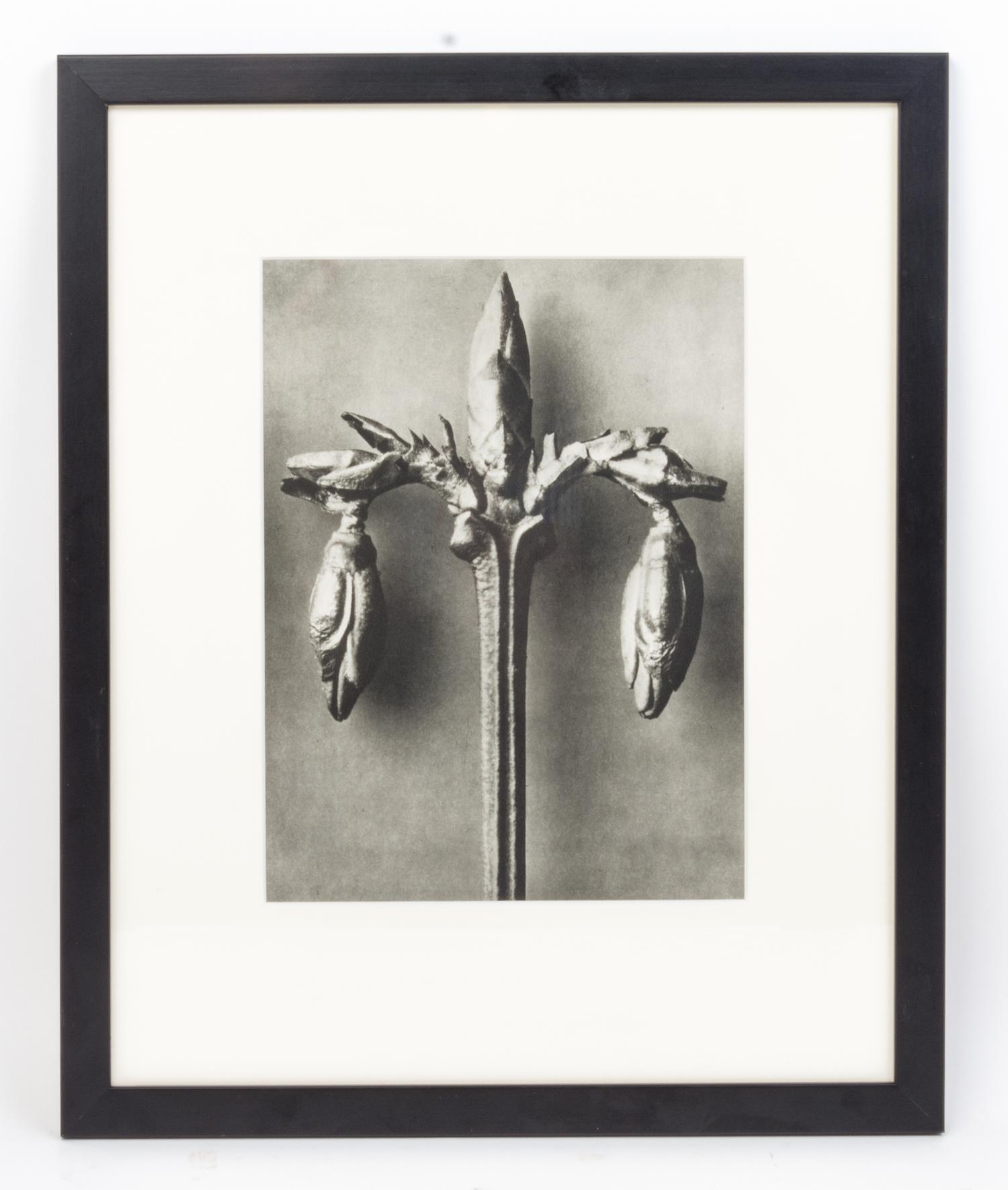 Karl Blossfeldt, (German, 1865 - 1932), Forsythia Suspensa (Weeping Forsythia) from Art Forms in Nature