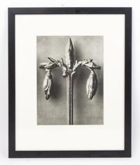 Karl Blossfeldt, (German, 1865 - 1932), Forsythia Suspensa (Weeping Forsythia) from Art Forms in Nature
