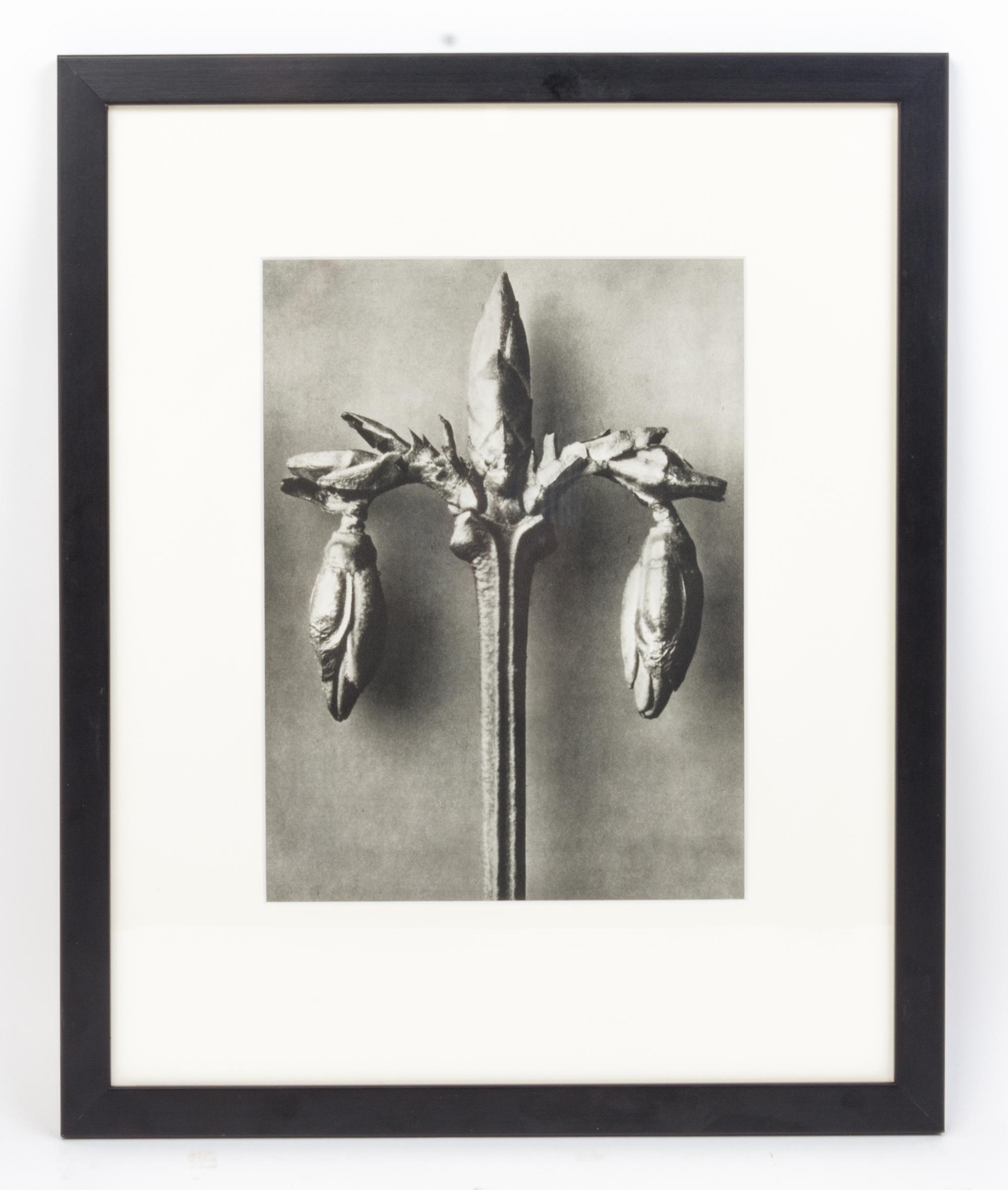 Karl Blossfeldt, (German, 1865 - 1932), Forsythia Suspensa (Weeping Forsythia) from Art Forms in Nature