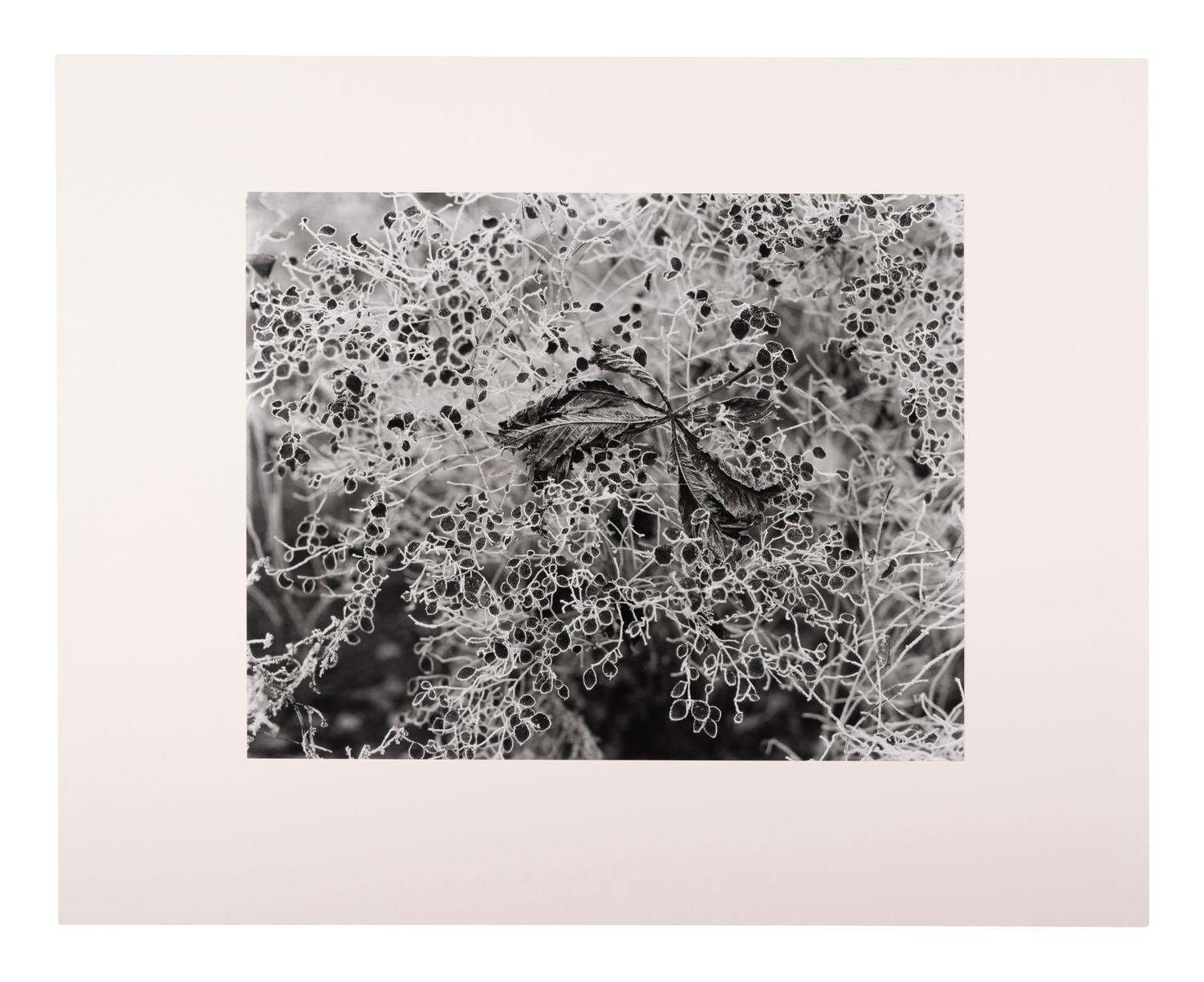 A group of six photographs (from Juxtapositions printed by George Tice with labels signed by George Tice and Joanna Steichen)