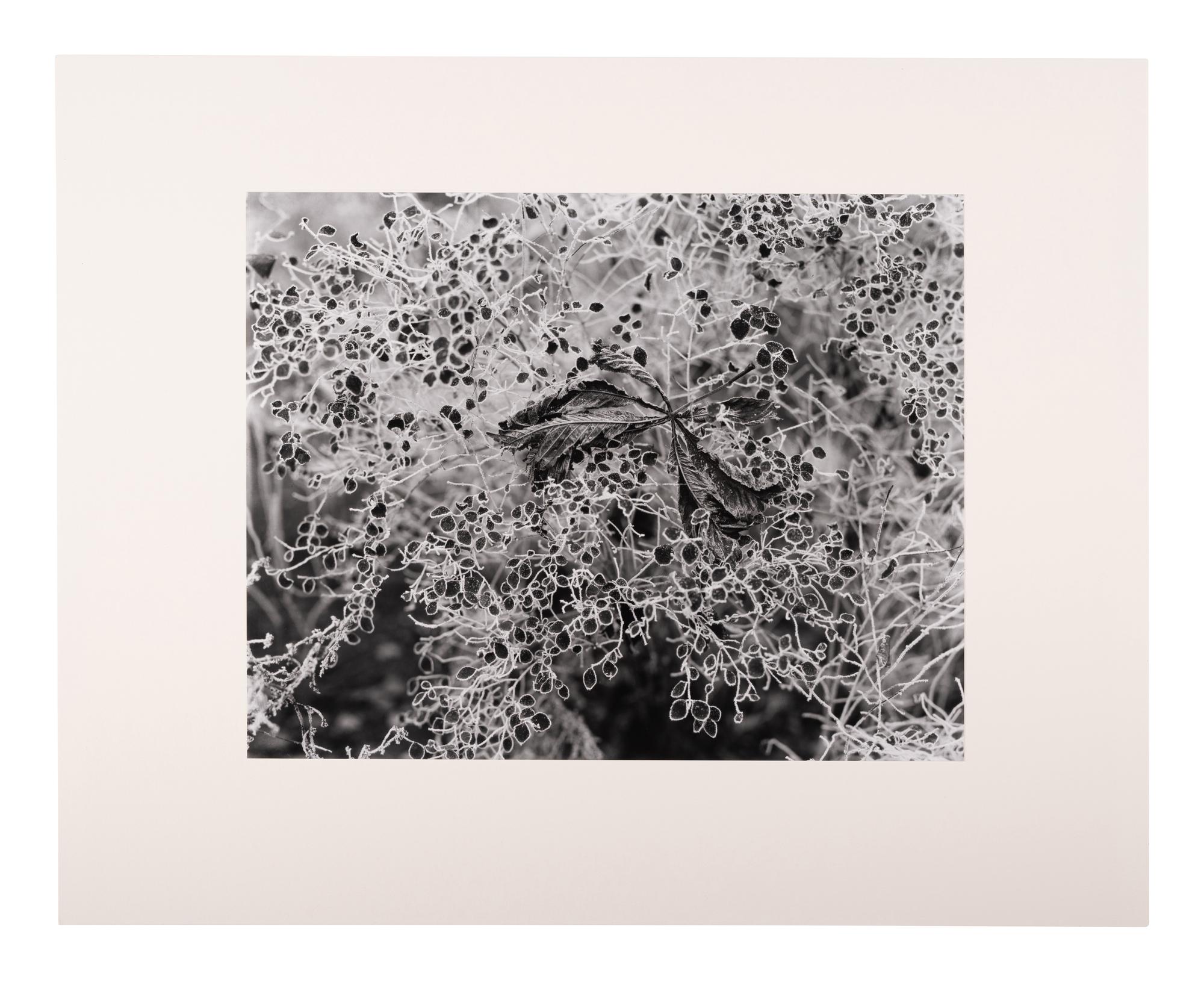A group of six photographs (from Juxtapositions printed by George Tice with labels signed by George Tice and Joanna Steichen)