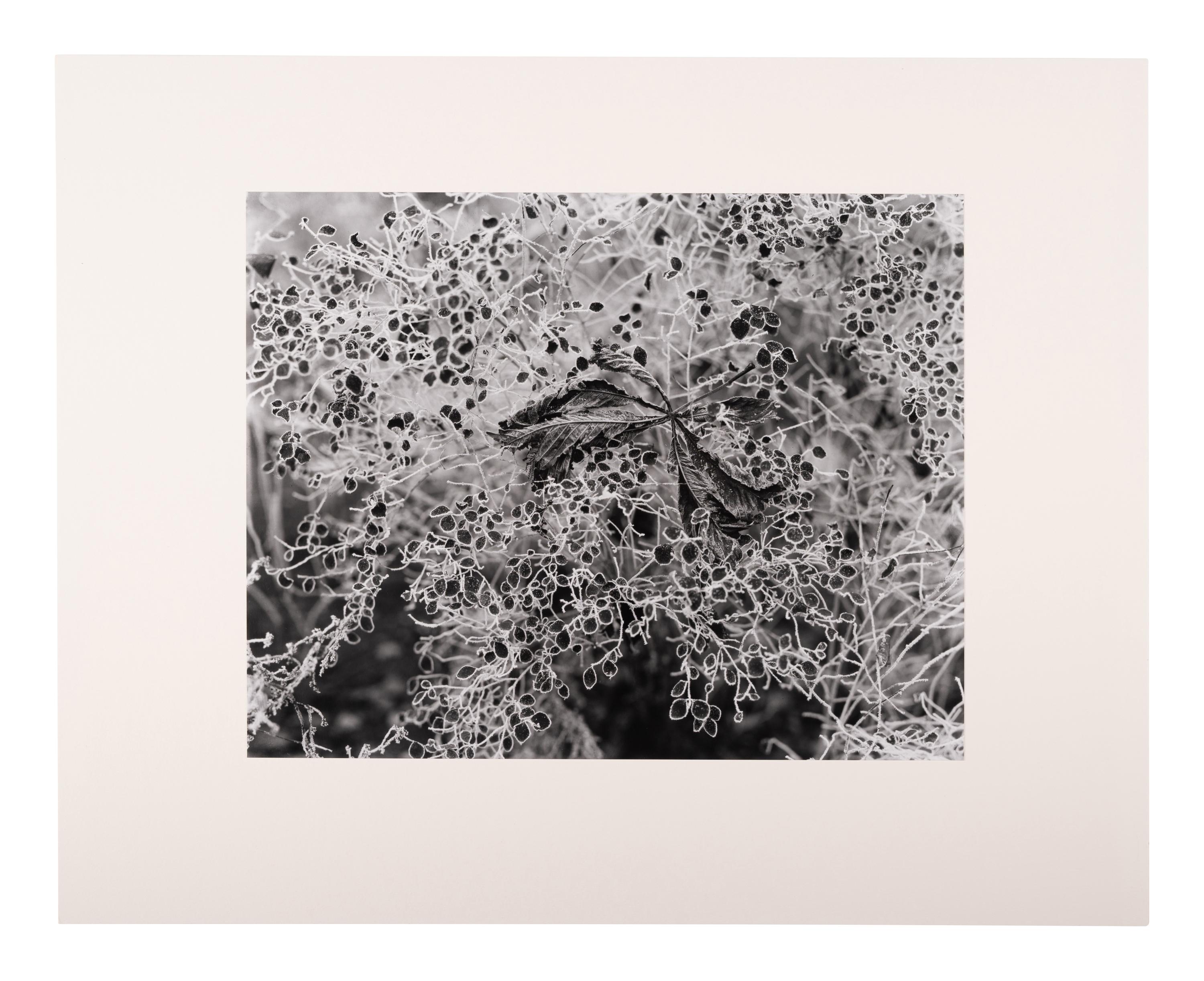 A group of six photographs (from Juxtapositions printed by George Tice with labels signed by George Tice and Joanna Steichen)