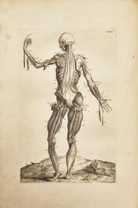 [Science, Medicine & Mathematics] Cowper, William. Myotomia Reformata: Or an Anatomical Treatise on the Muscles of the Human Body