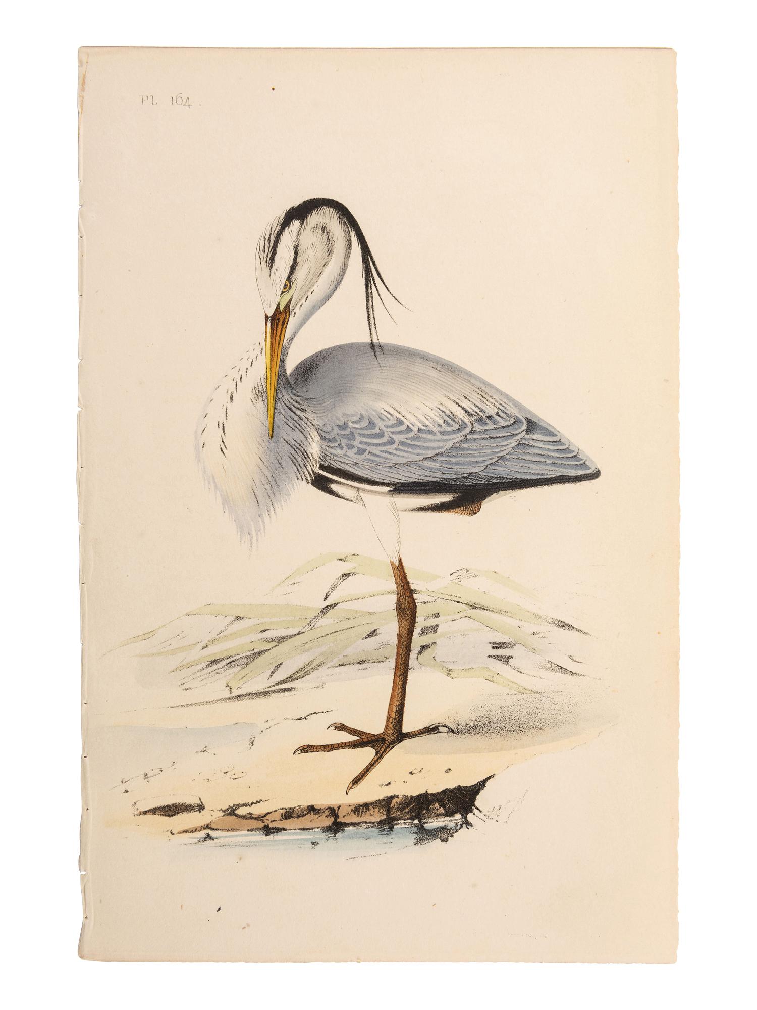 A Collection of Hand-Colored Ornithology and Entomology Engravings