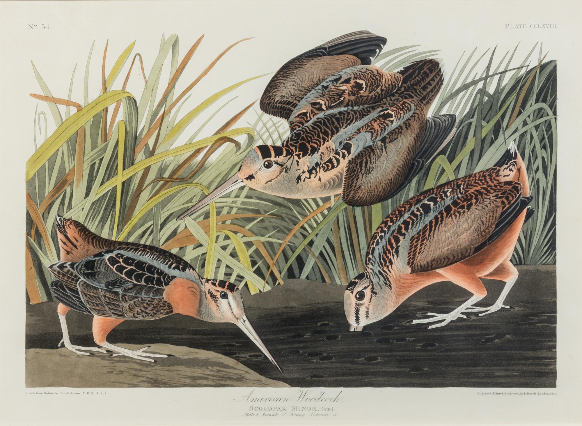AUDUBON, John James (1785-1851)