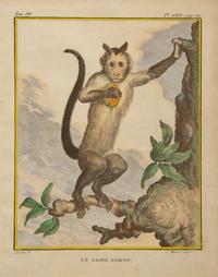 Four Framed Copper Plate Engravings from Le Comte de Buffon, Quadrupeds from Histoire Naturelle