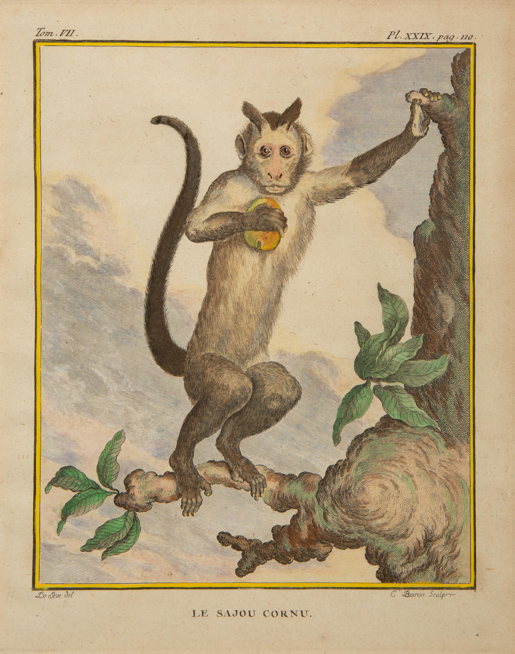 Four Framed Copper Plate Engravings from Le Comte de Buffon, Quadrupeds from Histoire Naturelle