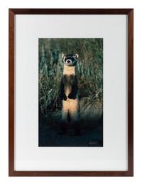 Prairie Vision: Images from a Sea of Grass (2002) Twenty Color Photographs