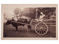 [EARLY PHOTOGRAPHY]. Outdoor portrait of an African American woman identified as Charlotte White, seated in a cart pulled by a steer. [Fortress Monroe]: N.p., [1886].