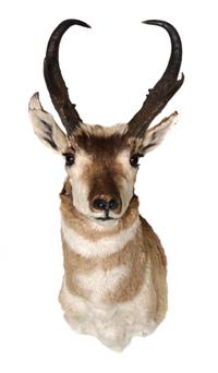 Two Pronghorn Antelope Mounts