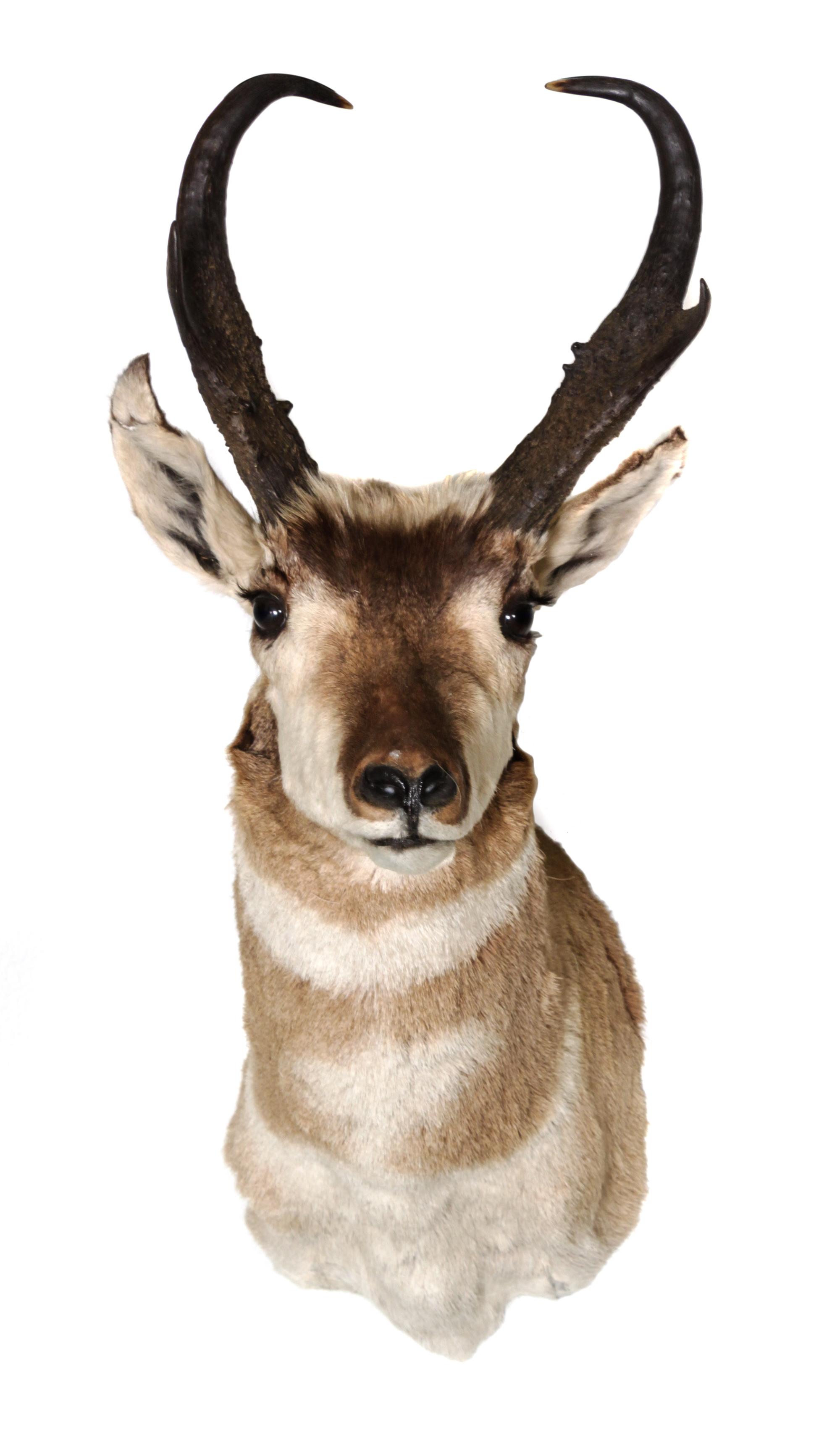 Two Pronghorn Antelope Mounts