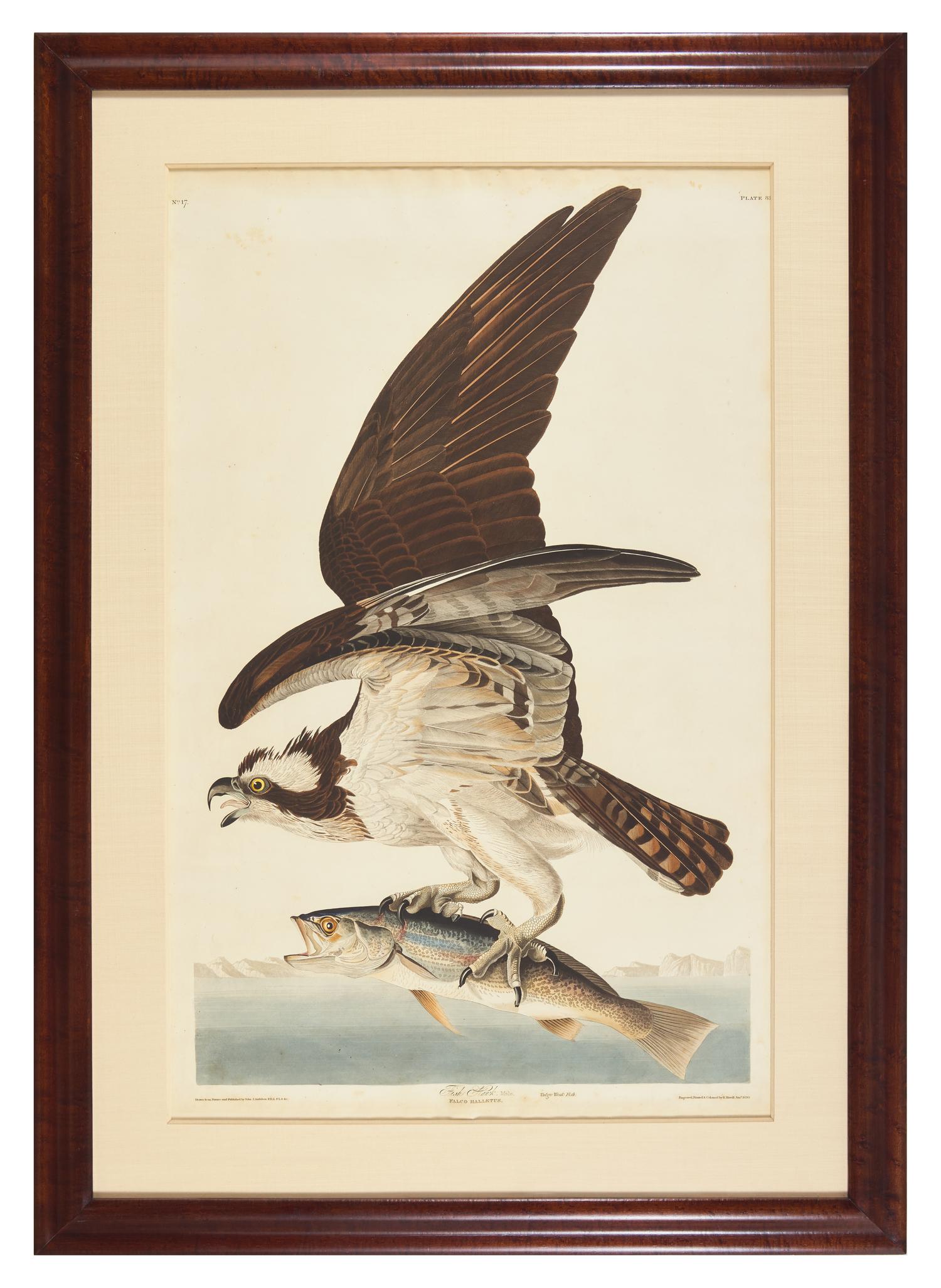 Audubon, John J(ames). Fish Hawk, Male