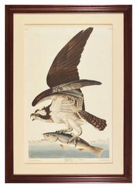 Audubon, John J(ames). Fish Hawk, Male