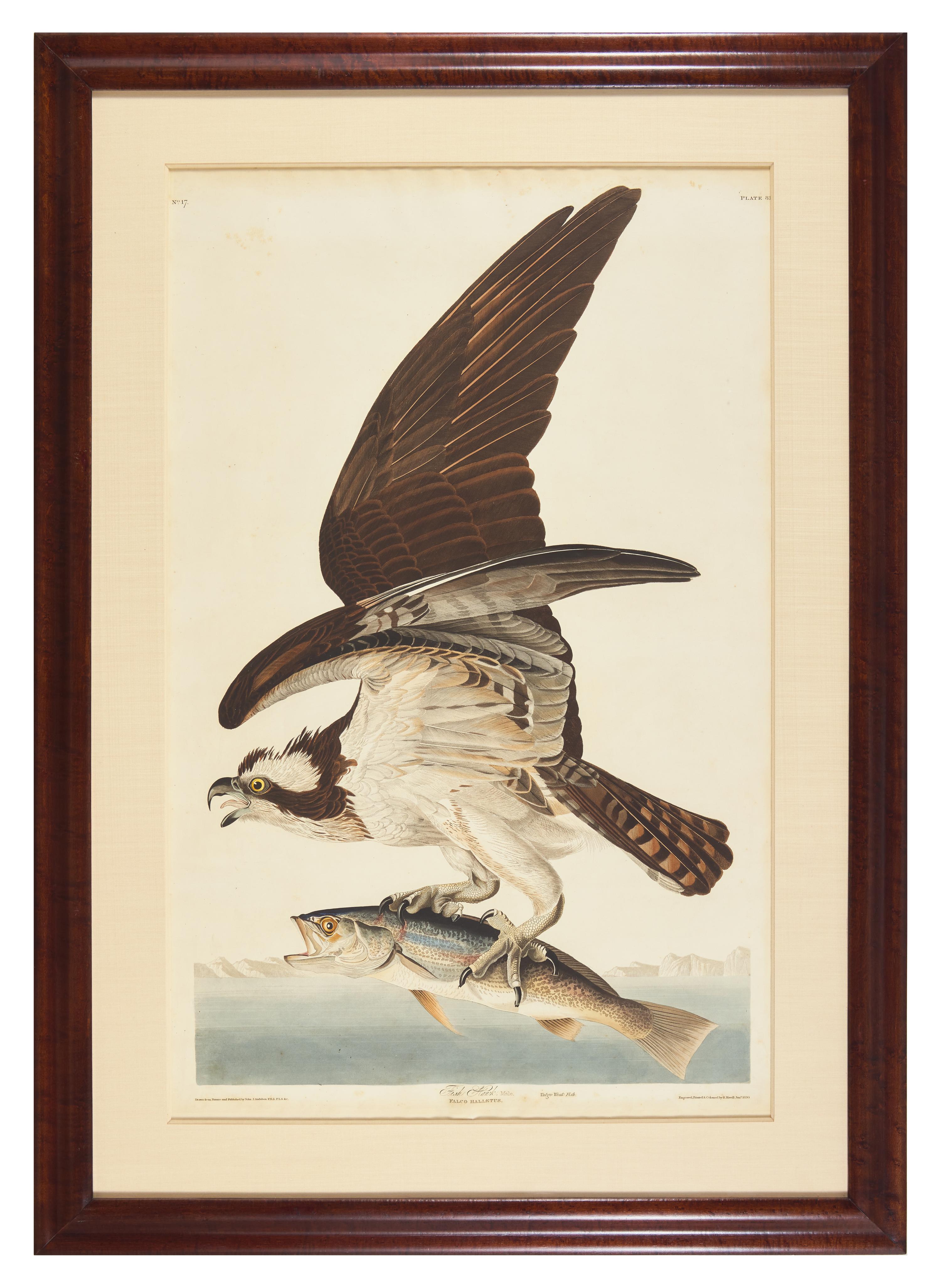 Audubon, John J(ames). Fish Hawk, Male