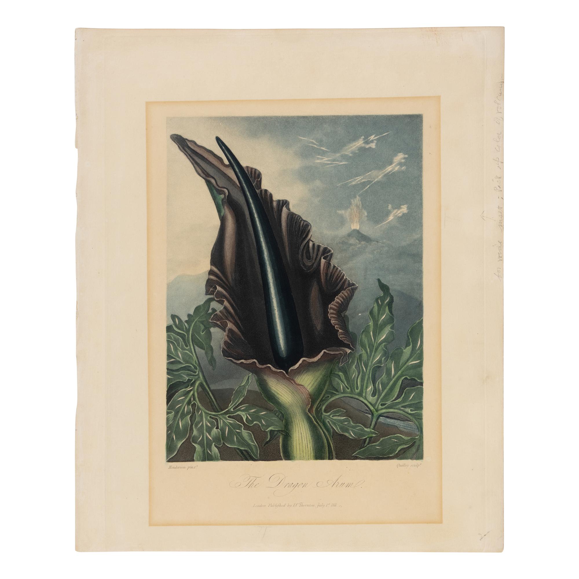 [Natural History] Thornton, Robert John. Group of 18 botanical plates from the 1812 quarto edition of "Temple of Flora"