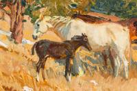 Cedar Pastures