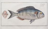 A Group of Four German Handcolored Fish Engravings Plate: 8 x 14 1/2 inches. — 18TH CENTURY