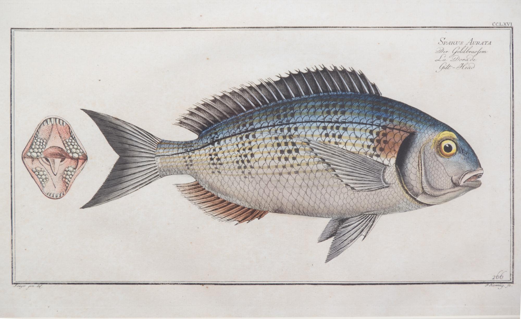 A Group of Four German Handcolored Fish Engravings Plate: 8 x 14 1/2 inches. — 18TH CENTURY