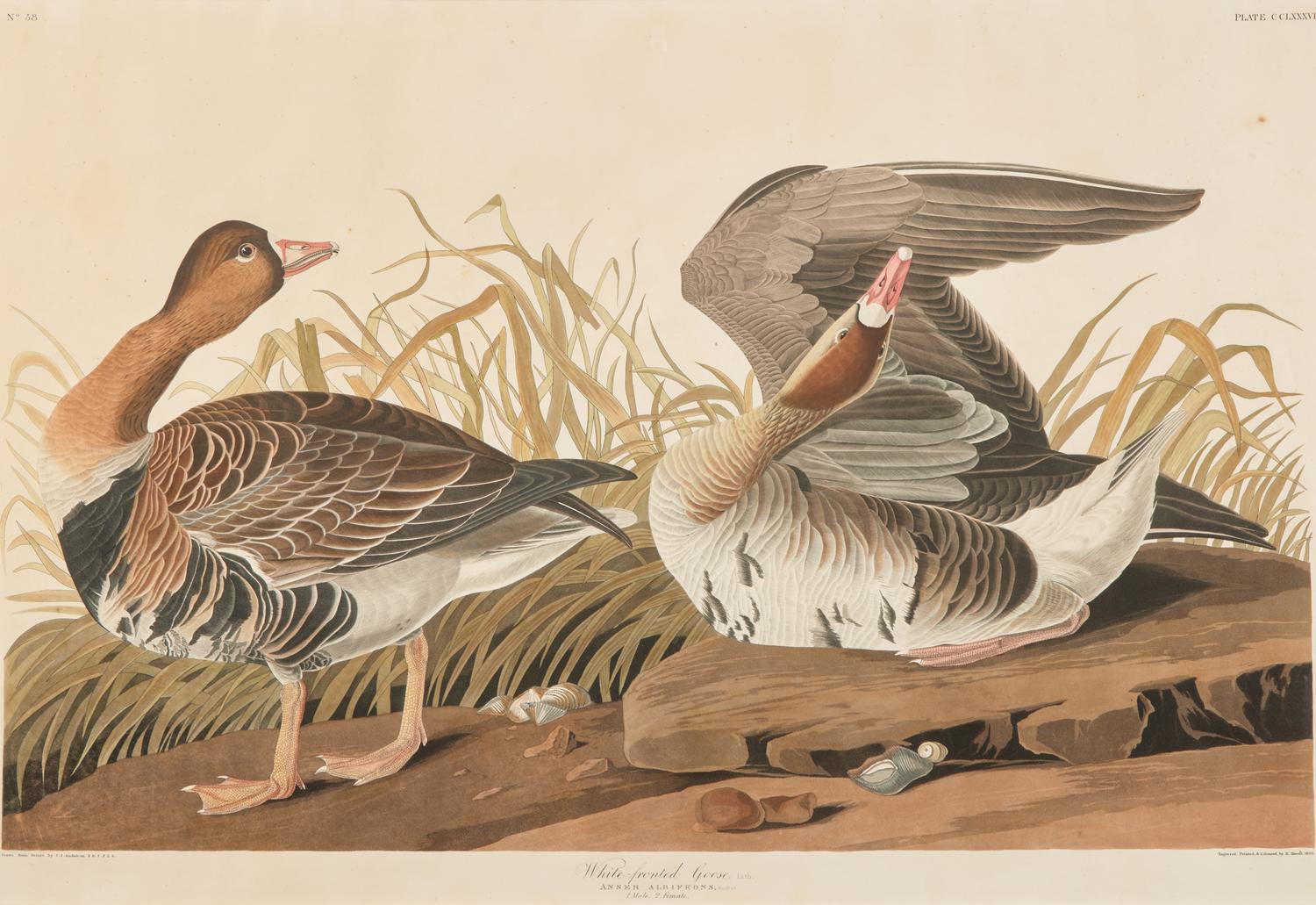 [Prints] Audubon, J(ohn). J(ames). White-fronted Goose