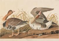 [Prints] Audubon, J(ohn). J(ames). White-fronted Goose