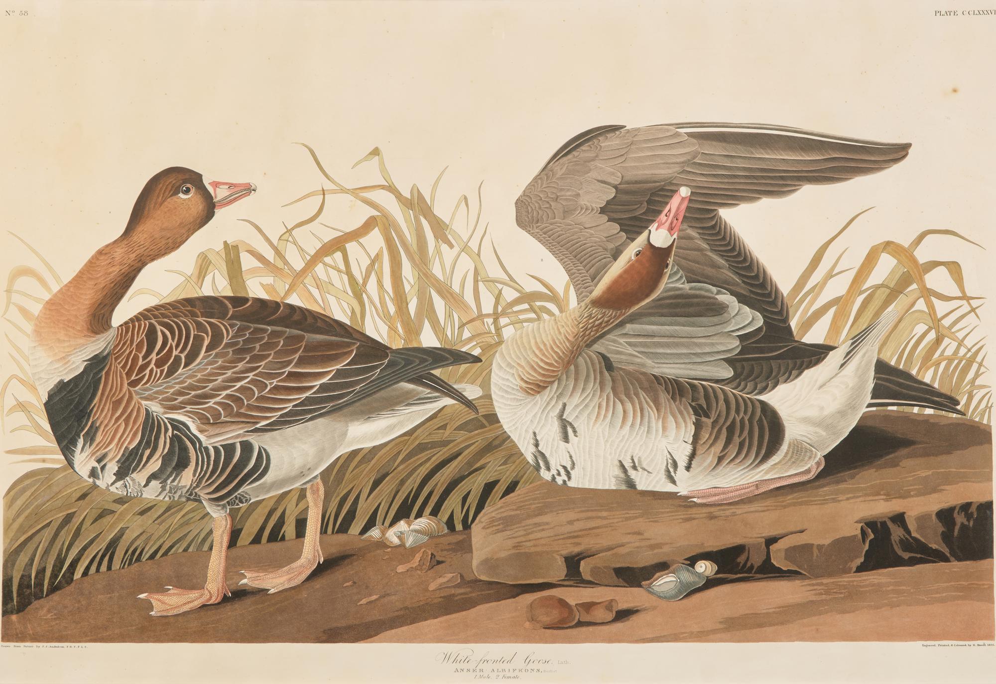 [Prints] Audubon, J(ohn). J(ames). White-fronted Goose