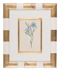 Three Botanical Hand-Colored Engravings after Pancrace Bessa (French, 1772-1846)