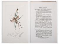 Eight Framed Avian Prints