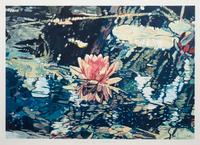 Lily for Lannis