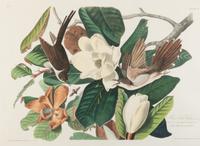 AUDUBON, John James (1785-1851) Black-billed Cuckoo (Plate XXXII) Coccyzus Erythrophthalmus