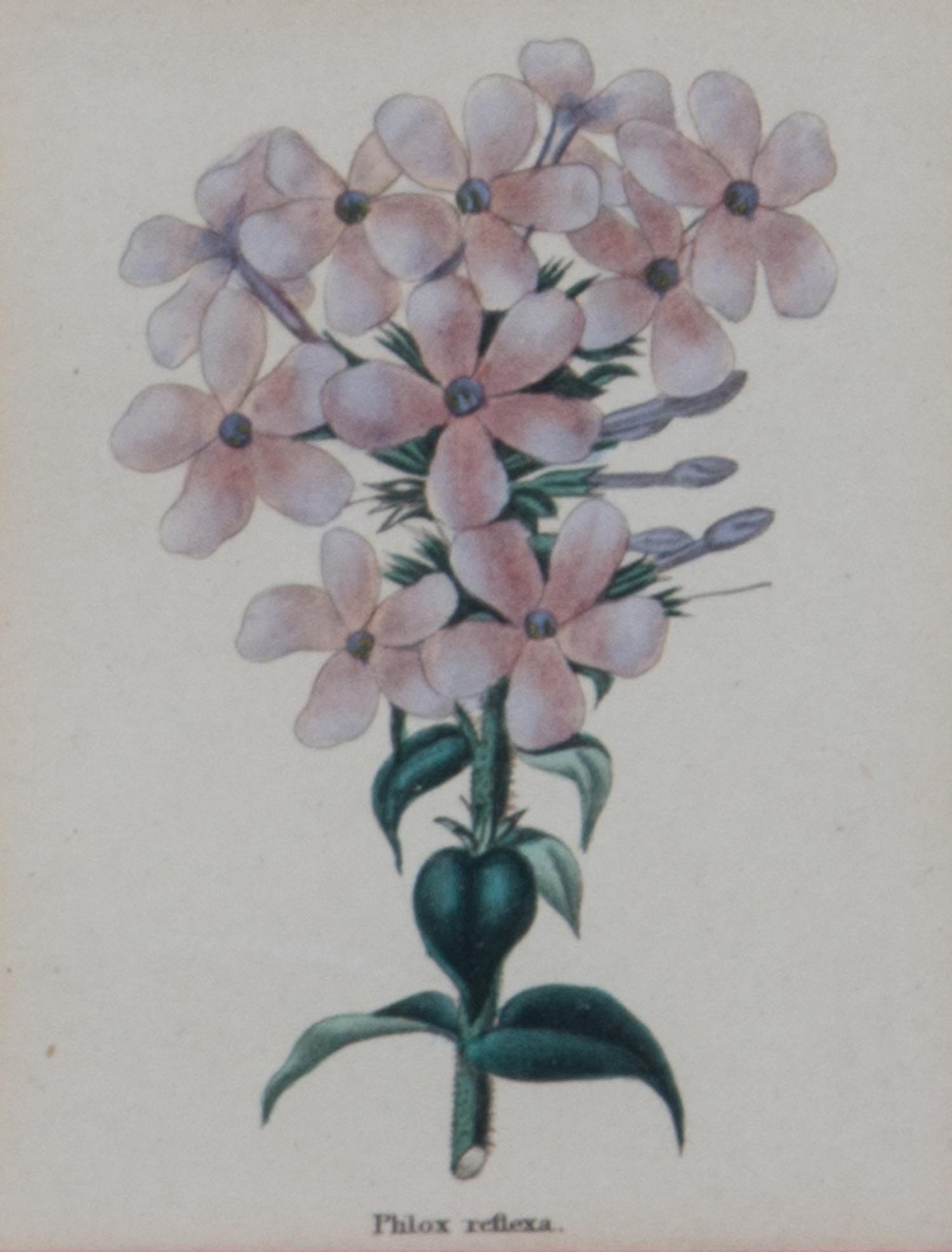Two Pairs of Botanical Prints Dimensions of larger Height 8 1/4 x width 5 1/4 inches. — 20TH CENTURY