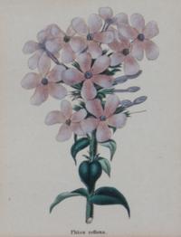 Two Pairs of Botanical Prints Dimensions of larger Height 8 1/4 x width 5 1/4 inches. — 20TH CENTURY