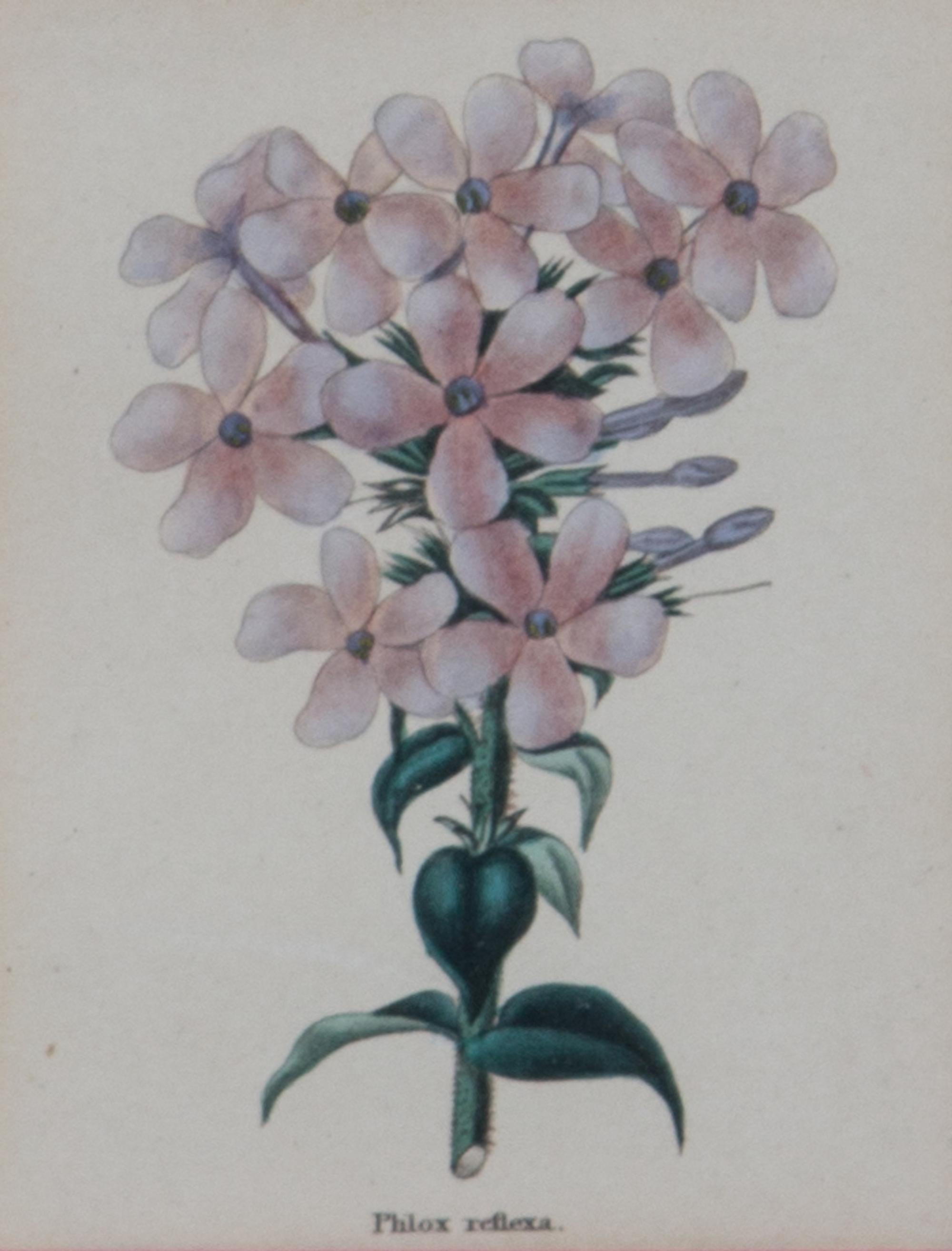 Two Pairs of Botanical Prints Dimensions of larger Height 8 1/4 x width 5 1/4 inches. — 20TH CENTURY