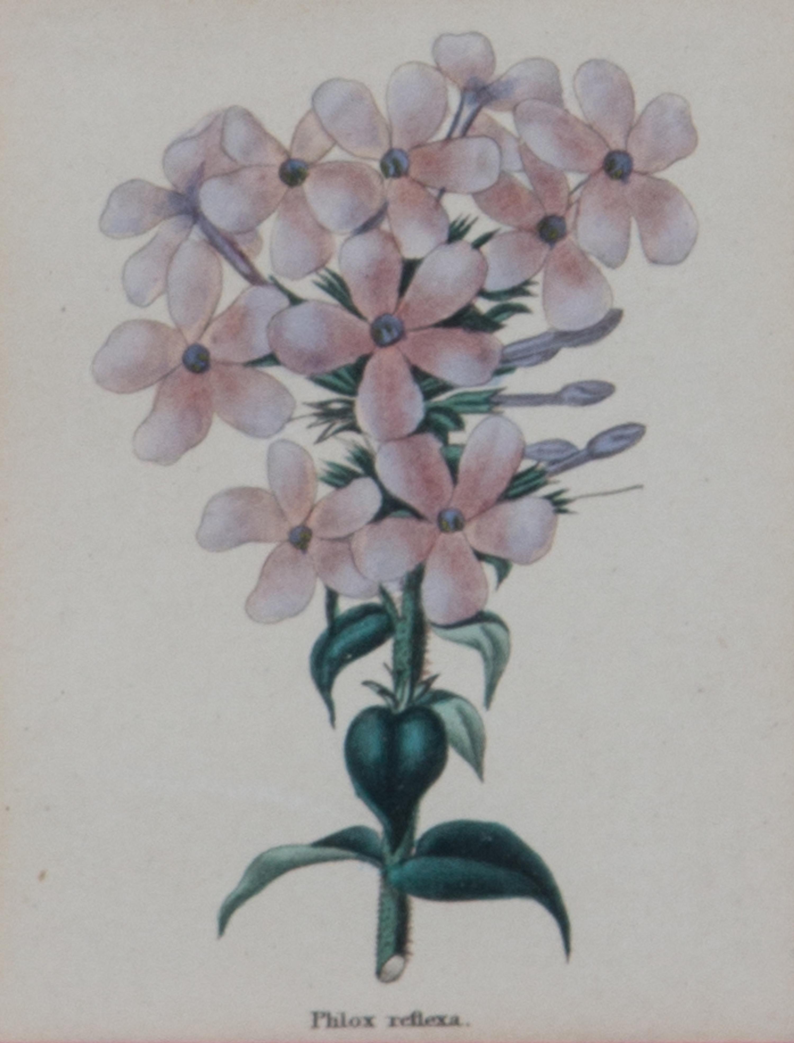 Two Pairs of Botanical Prints Dimensions of larger Height 8 1/4 x width 5 1/4 inches. — 20TH CENTURY