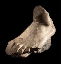 A Roman Marble Foot