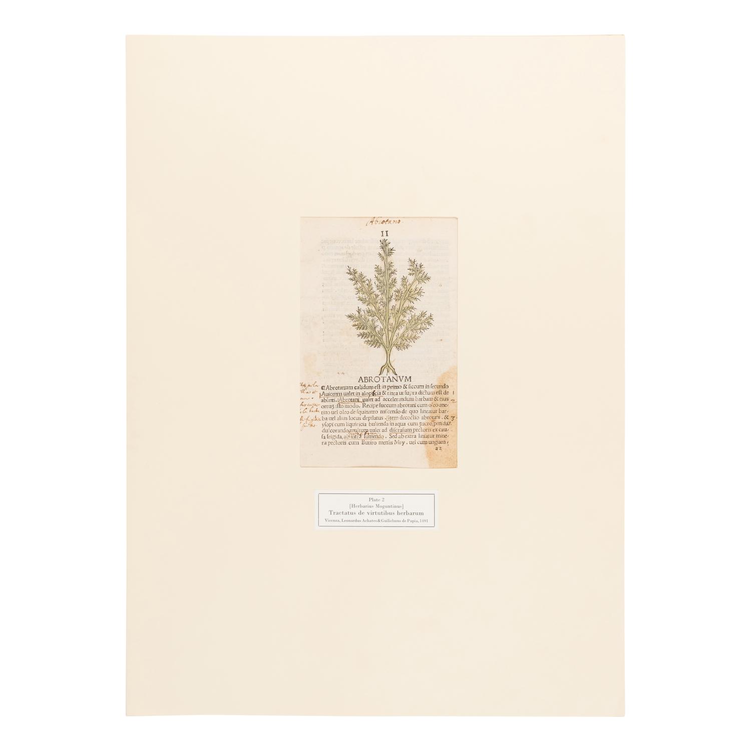 [Natural History]. Nissen, Claus. Herbals of Five Centuries. 50 Original Leaves... Zurich, Olten, and Munich: L'Art Ancien S.A.; Weiss-Hesse; and Robert Wolfle, 1958.