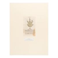 [Natural History]. Nissen, Claus. Herbals of Five Centuries. 50 Original Leaves... Zurich, Olten, and Munich: L'Art Ancien S.A.; Weiss-Hesse; and Robert Wolfle, 1958.